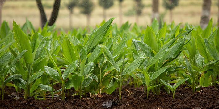 O que e curcuma planta?ao